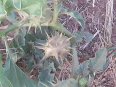 Datura ferox