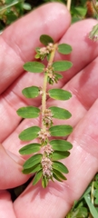 Euphorbia thymifolia