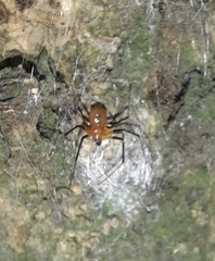 Herennia multipuncta