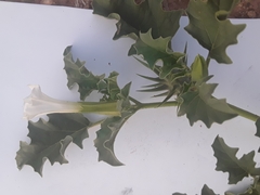 Datura ferox