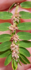 Euphorbia thymifolia