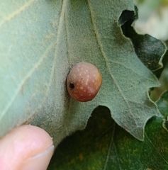 Cynips quercus