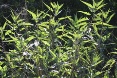 Ambrosia ambrosioides