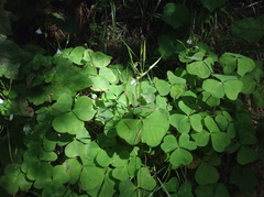 Oxalis trilliifolia