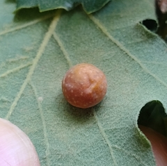 Cynips quercus