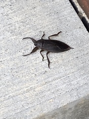 Lethocerus americanus