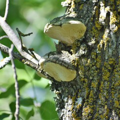 Phellinus tremulae