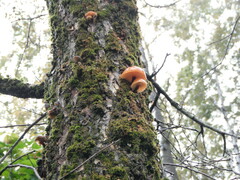 Flammulina velutipes