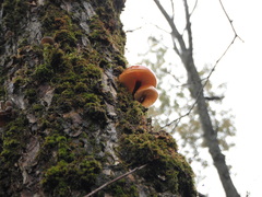 Flammulina velutipes