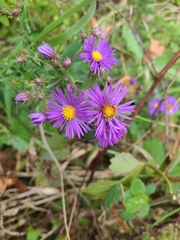 Symphyotrichum novae-angliae