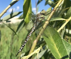 Aeshna soneharai