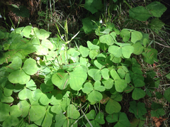 Oxalis trilliifolia
