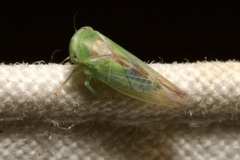 Viridicerus ustulatus