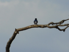 Tachycineta leucorrhoa