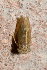 Idiocerus stigmaticalis
