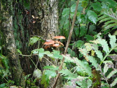 Flammulina velutipes