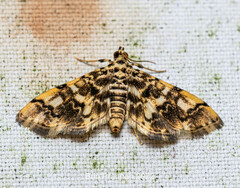 Lamprosema