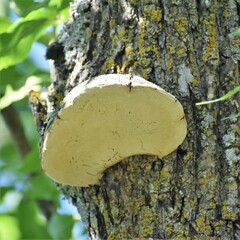 Phellinus tremulae