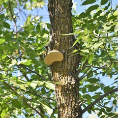 Phellinus tremulae