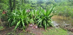Crinum × amabile