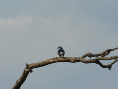 Tachycineta leucorrhoa