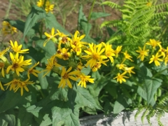 Senecio