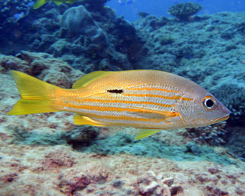 Black-spot sea perch (Lutjanus fulviflamma) — Lutjanidae — 5