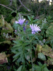 Cicerbita macrophylla uralensis