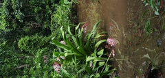Crinum × amabile