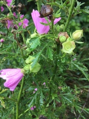 Malva alcea
