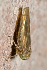 Idiocerus stigmaticalis