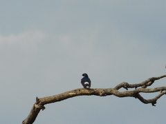 Tachycineta leucorrhoa