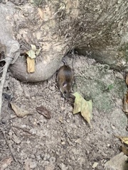 Peromyscus leucopus