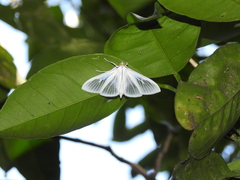 Palpita flegia