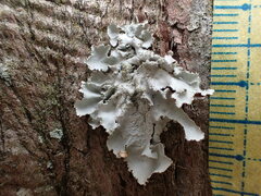 Parmotrema tinctorum