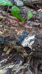 Byssocorticium efibulatum