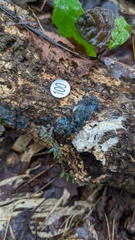 Byssocorticium efibulatum