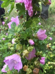 Malva alcea