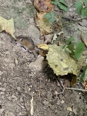 Peromyscus leucopus