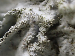 Parmotrema tinctorum