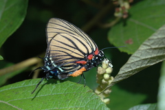 Atlides polybe