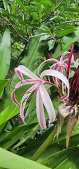 Crinum × amabile