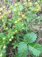Potentilla intermedia