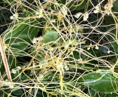 Cuscuta sandwichiana