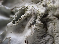 Parmotrema tinctorum