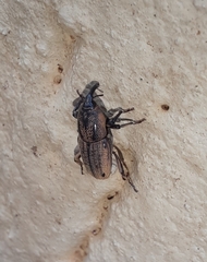 Sphenophorus venatus
