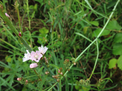 Sidalcea campestris