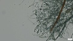 Byssocorticium efibulatum