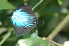 Atlides polybe