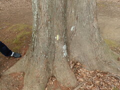 Parmotrema tinctorum